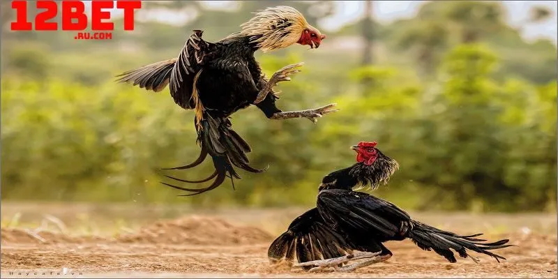 Đá gà cựa sắt thu hút nhiều người chơi 