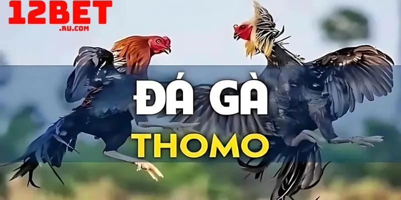 Đ&aacute; g&agrave; Thomo