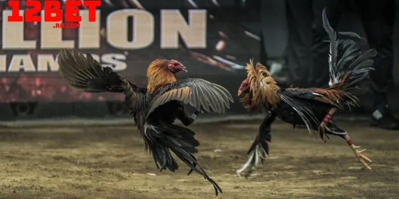 Sảnh đá gà 12BET khoa học